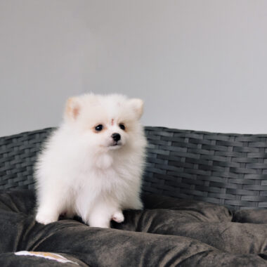 Spitz Alemão Fêmea