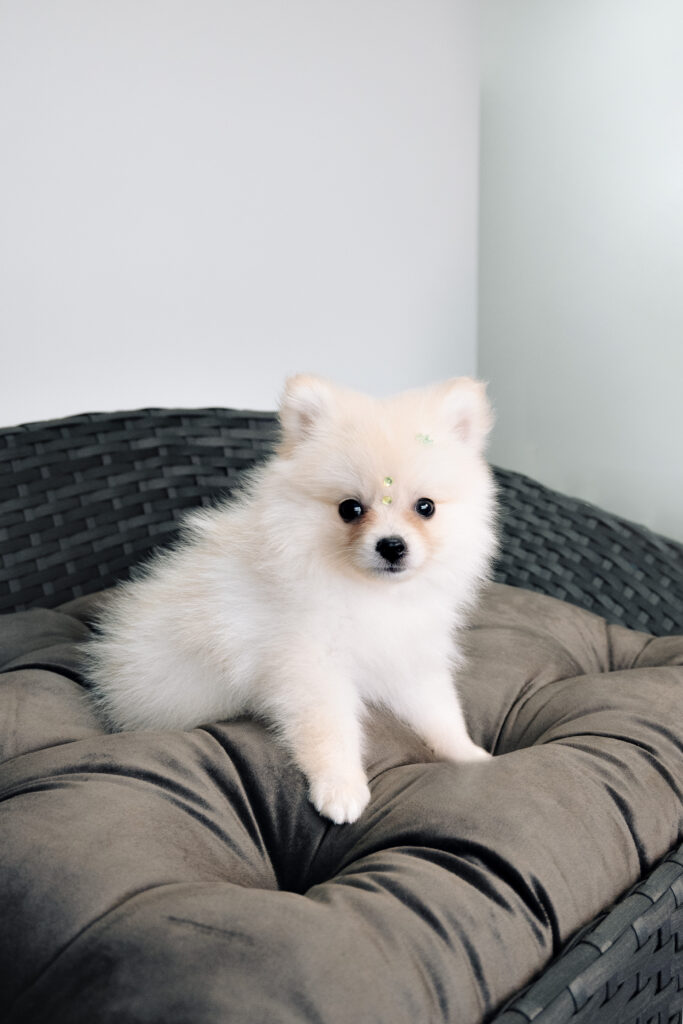 VOCÊ SABIA QUE OS CÃES PODEM SOFRER OVERHEATING?