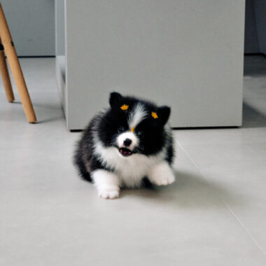 Spitz Alemão Macho, Particolor, Porte pequeno