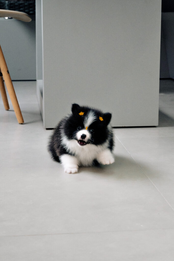 TUDO O QUE VOCÊ PRECISA SABER SOBRE O CÂNCER EM CÃES E GATOS