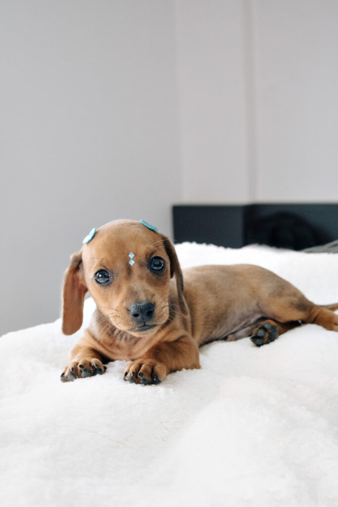 CUIDADOS ESSENCIAIS COM FILHOTES