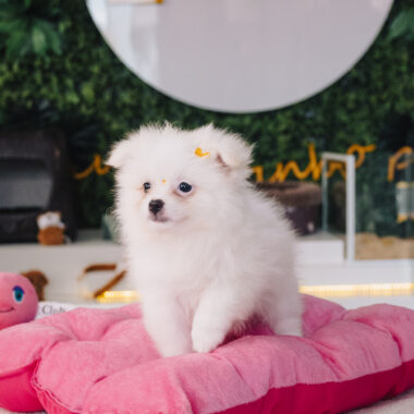 Spitz Alemão Fêmea