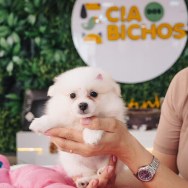 Spitz Alemão Fêmea