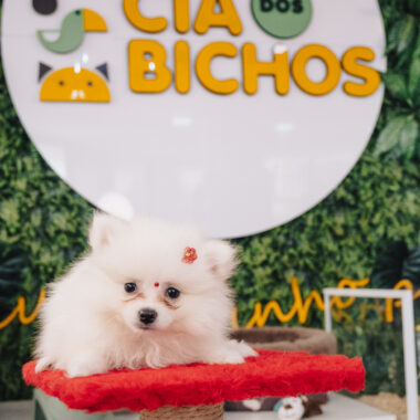 Spitz Alemão Fêmea