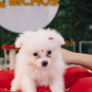 Spitz Alemão Fêmea