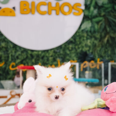 Spitz Alemão Fêmea