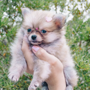 Spitz Alemão Fêmea