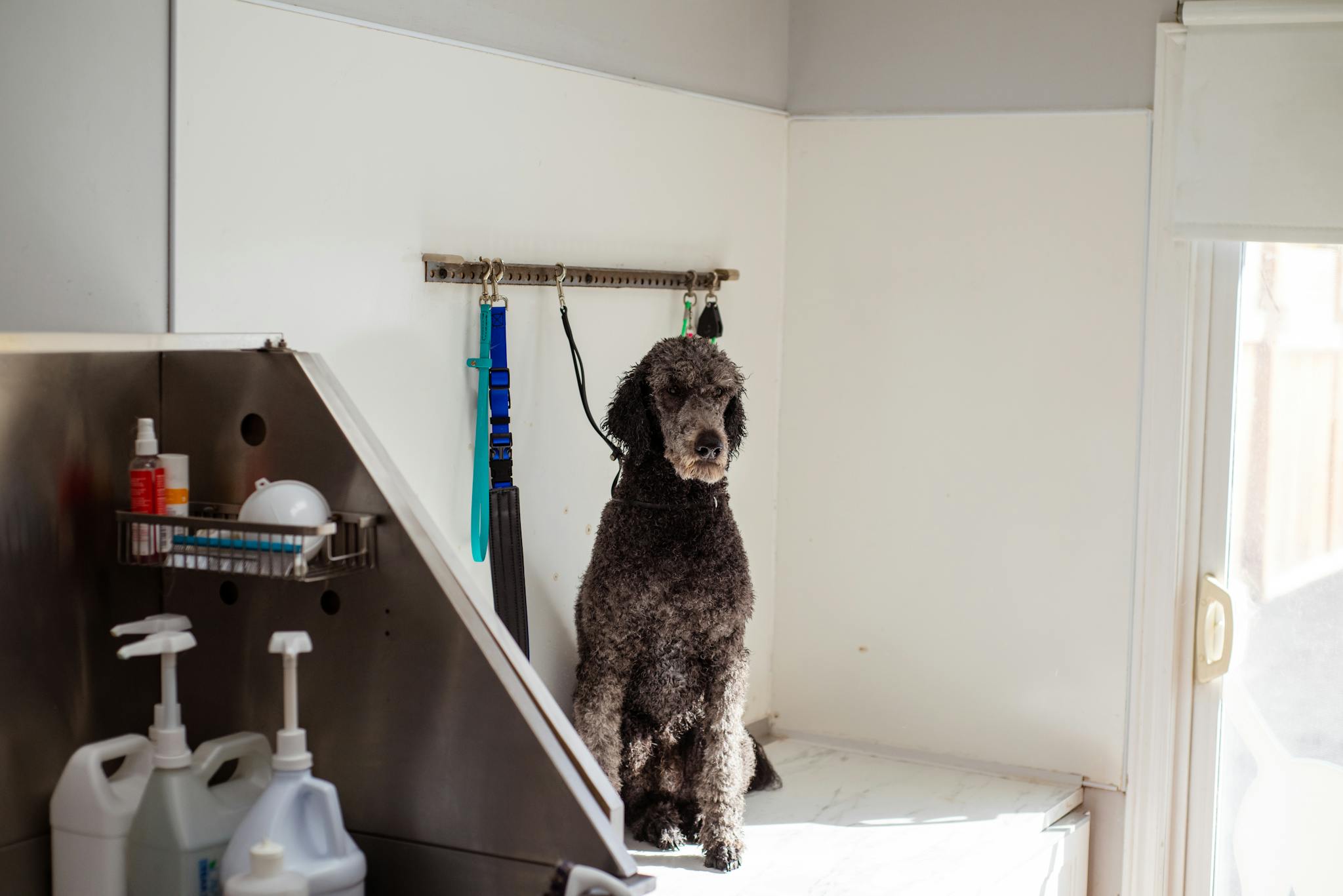 A poodle sits patiently in a pet salon, ready for grooming. Indoor shot with grooming tools around.