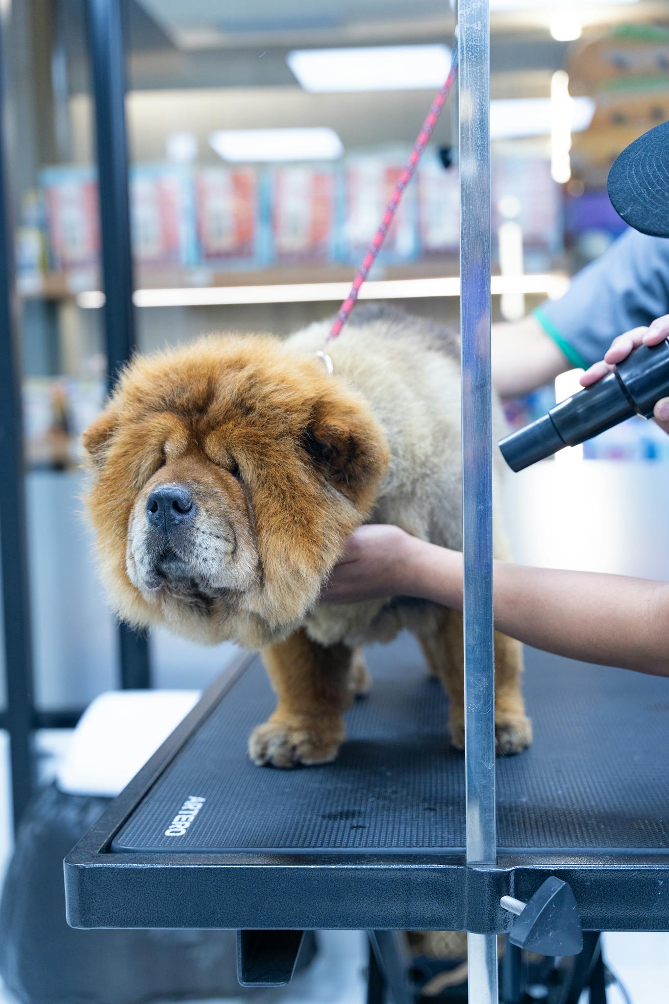 Chow Chow dog being groomed by a pet groomer at a salon. Indoor setting with focus on pet care.