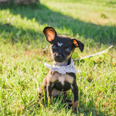 Pinscher Alemão Macho