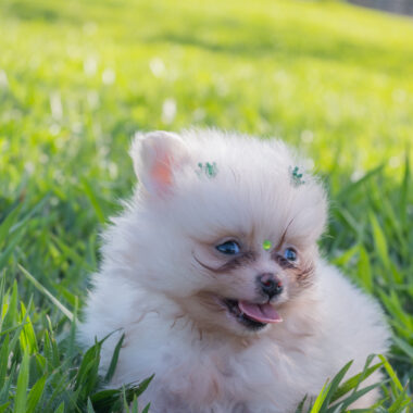 Spitz Alemão Macho