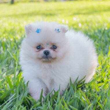 Spitz Alemão Macho