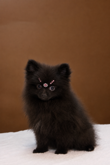 Spitz Alemão fêmea, preta, porte pequeno