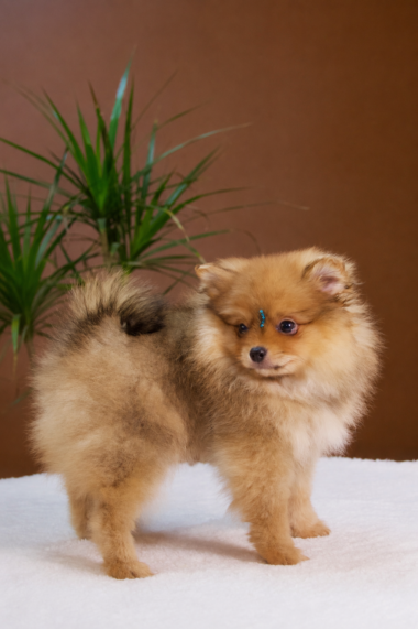 Spitz Alemão macho, laranja, porte pequeno