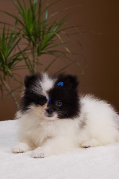 Spitz Alemão macho, particolor, porte pequeno