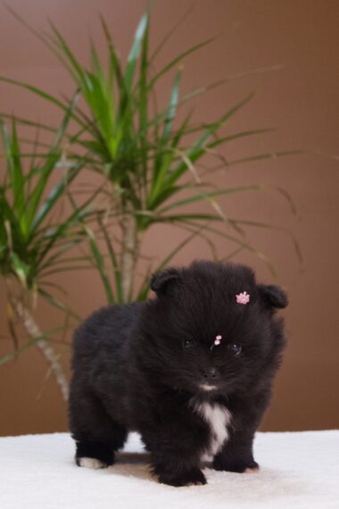 Spitz Alemão fêmea, preta, porte anão