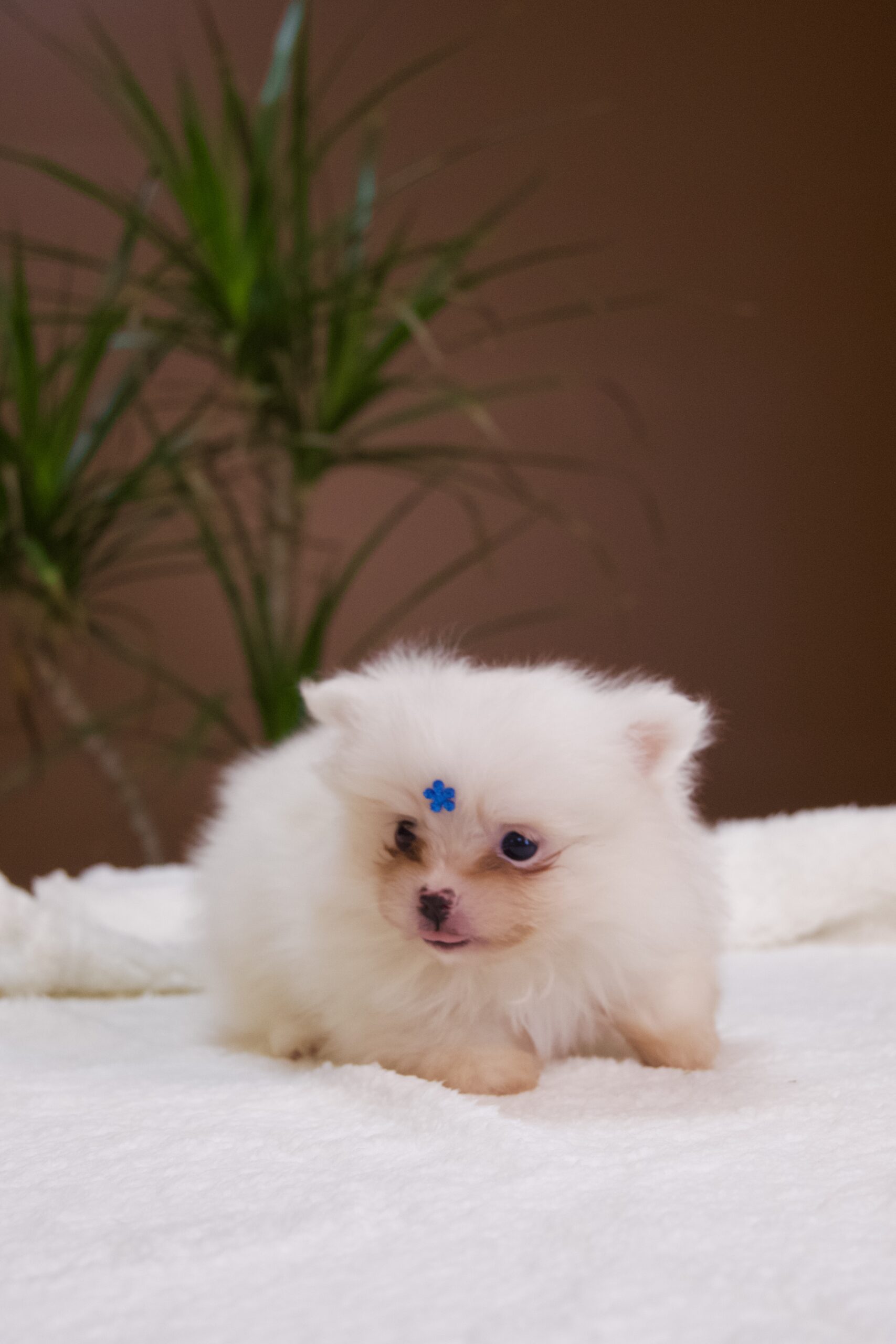 Spitz Alemão macho, branco, porte anão - Imagem 3