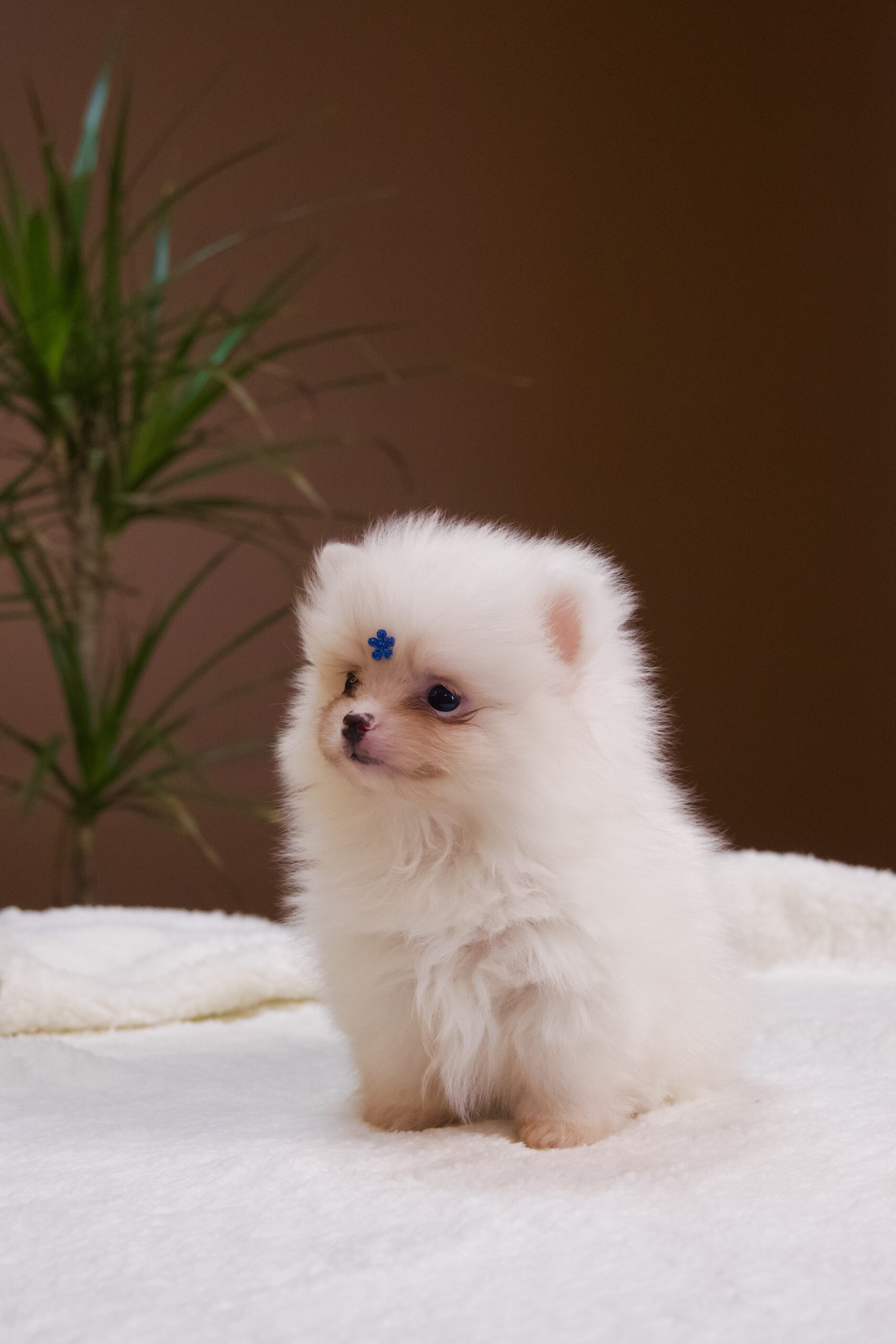 Spitz Alemão macho, branco, porte anão - Imagem 4