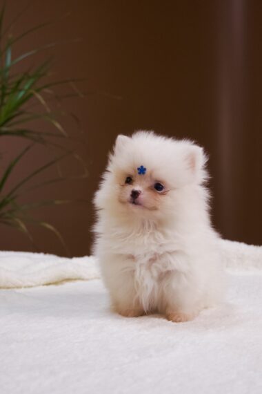 Spitz Alemão macho, branco, porte anão