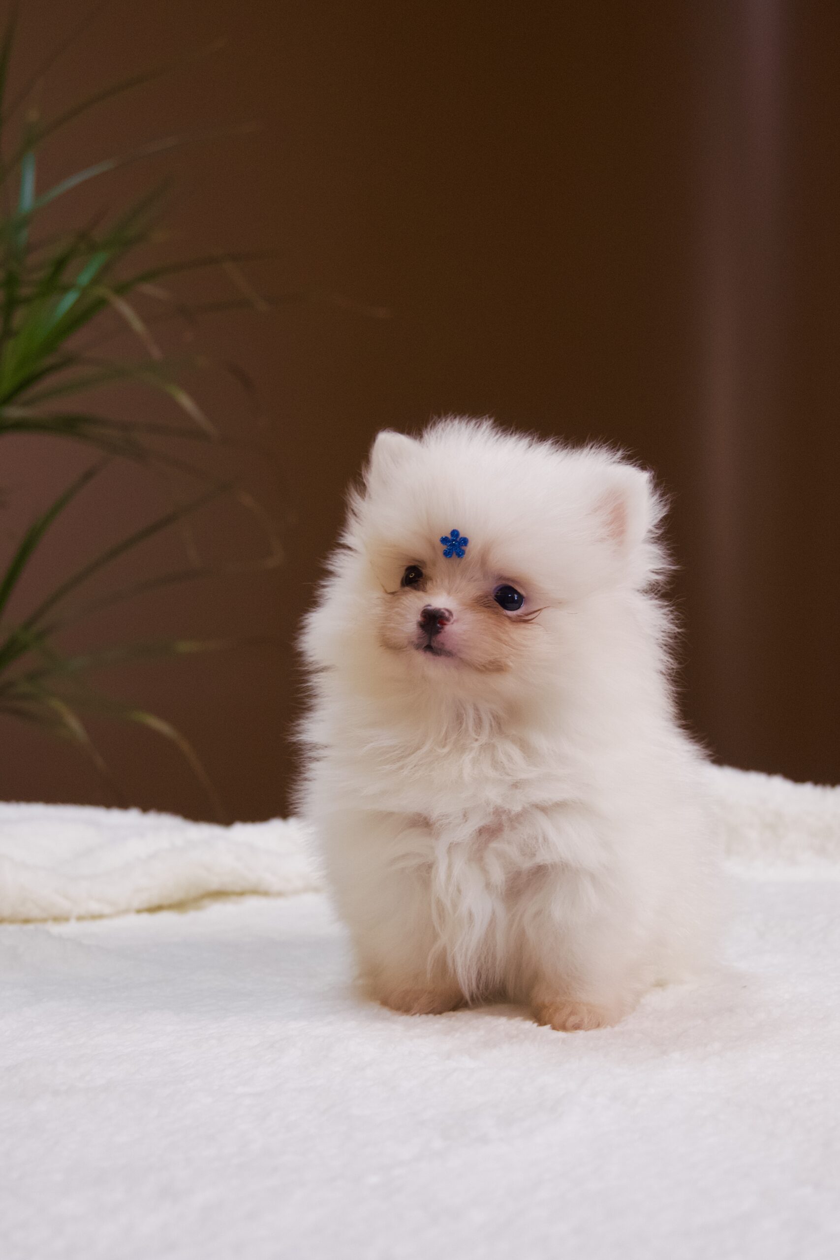 Spitz Alemão macho, branco, porte anão
