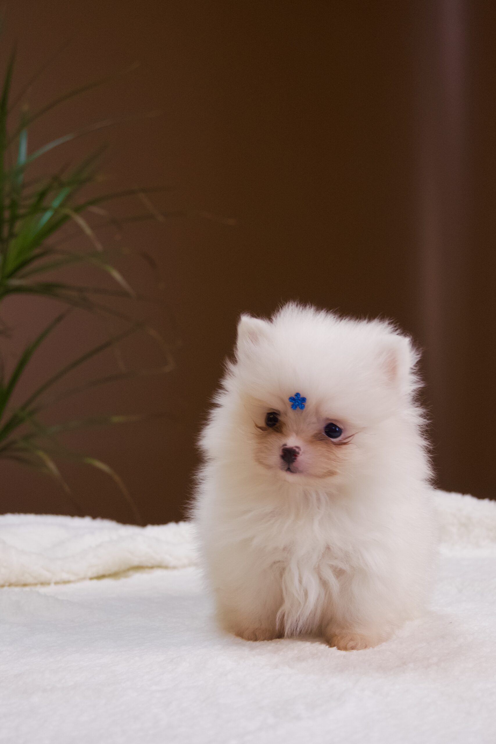 Spitz Alemão macho, branco, porte anão - Imagem 5