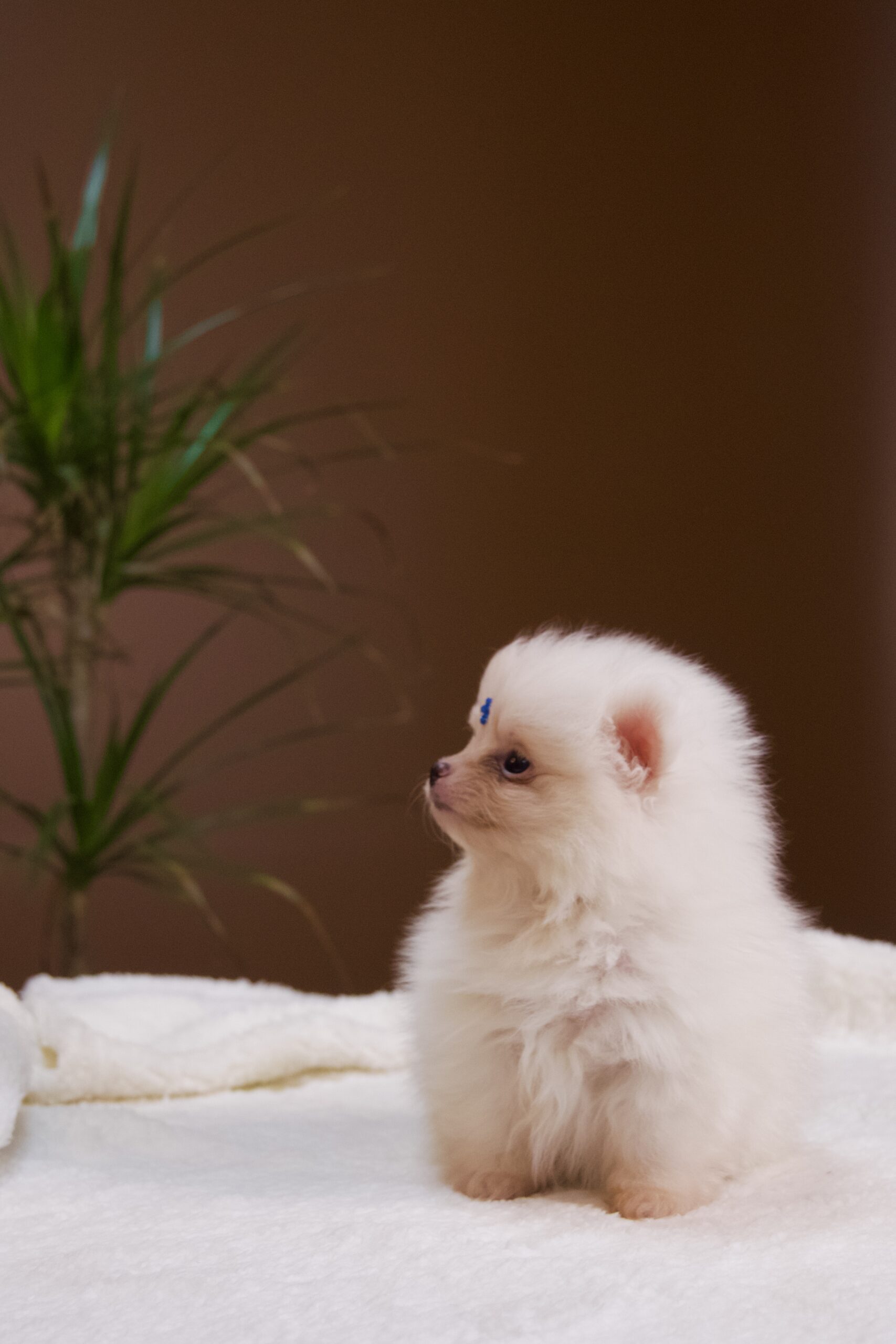 Spitz Alemão macho, branco, porte anão - Imagem 8