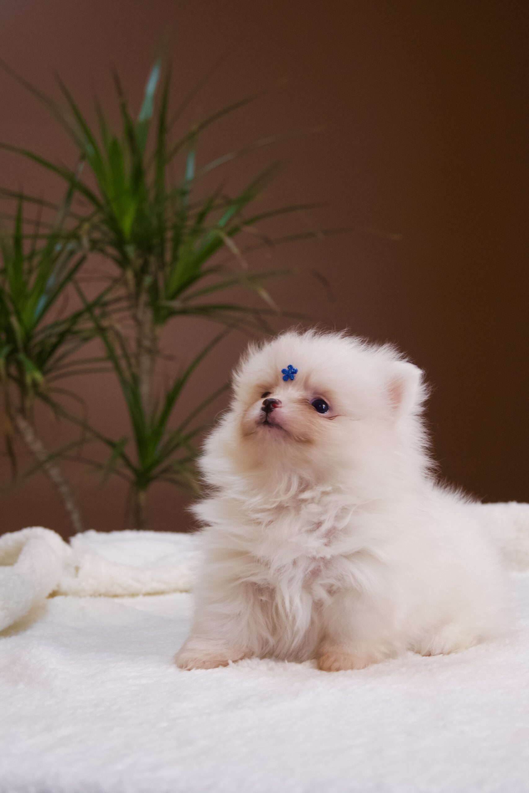Spitz Alemão macho, branco, porte anão - Imagem 10