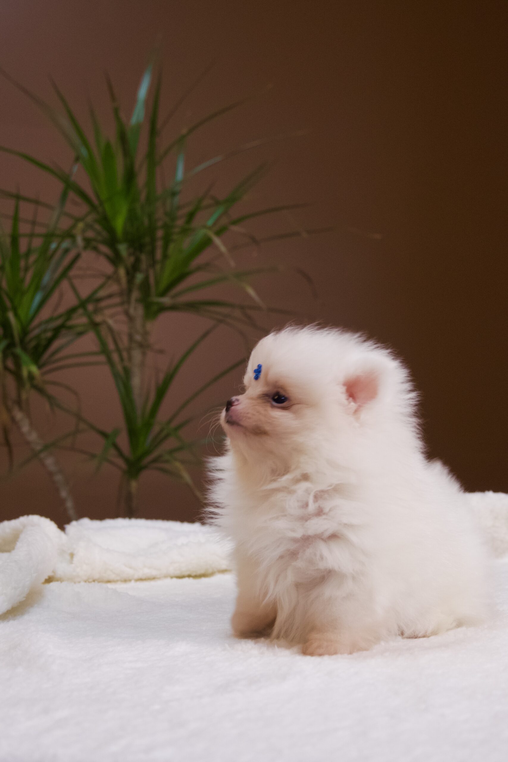 Spitz Alemão macho, branco, porte anão - Imagem 9