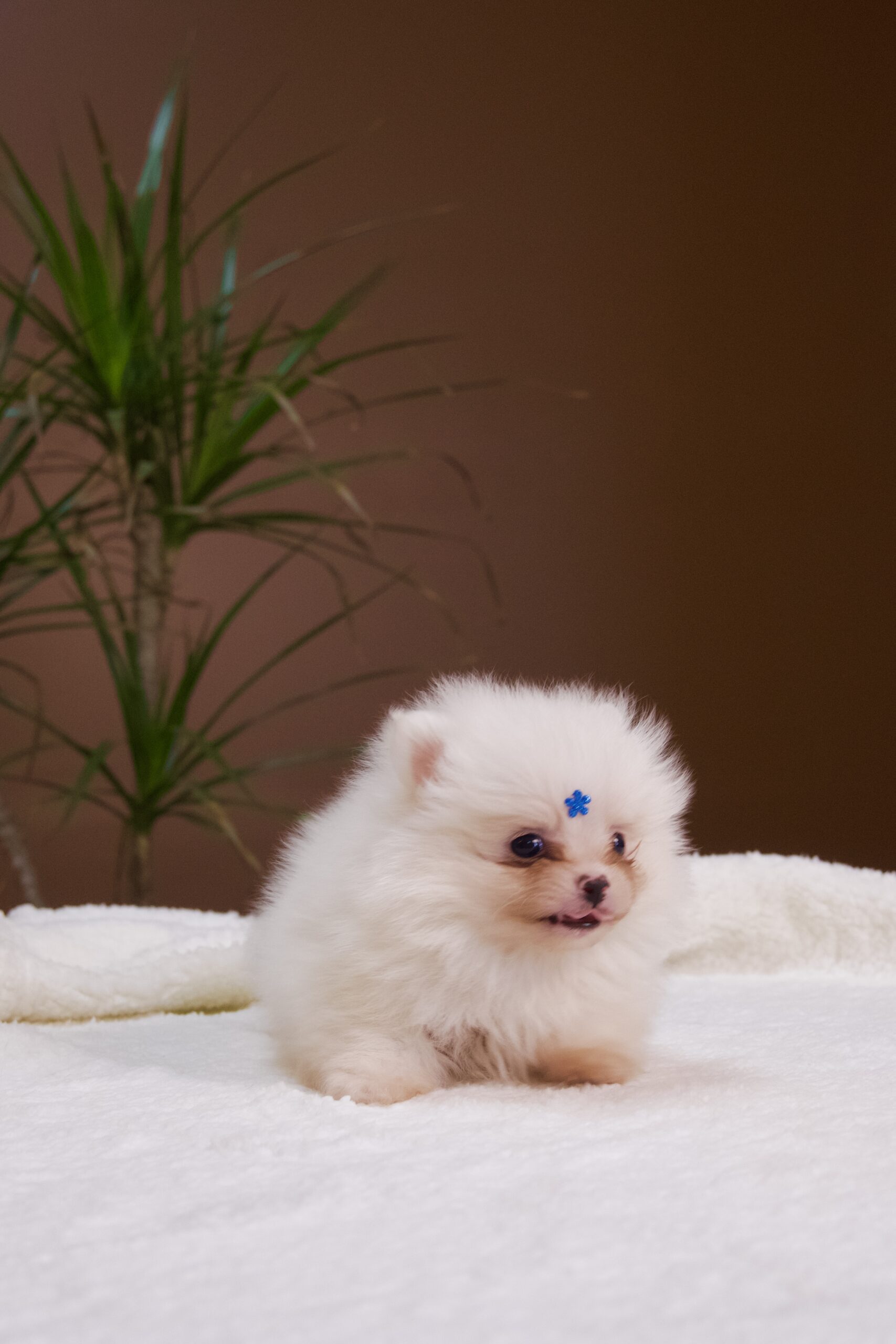 Spitz Alemão macho, branco, porte anão - Imagem 6