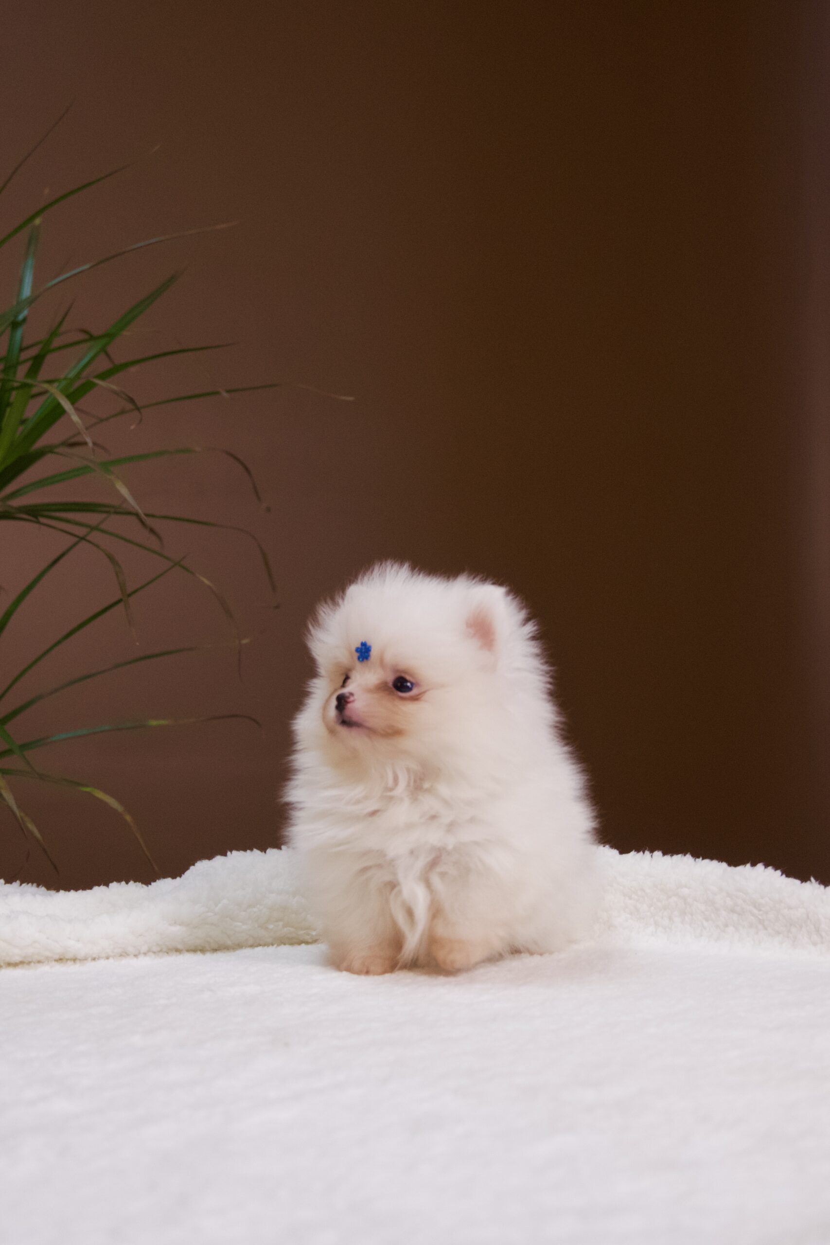 Spitz Alemão macho, branco, porte anão - Imagem 11