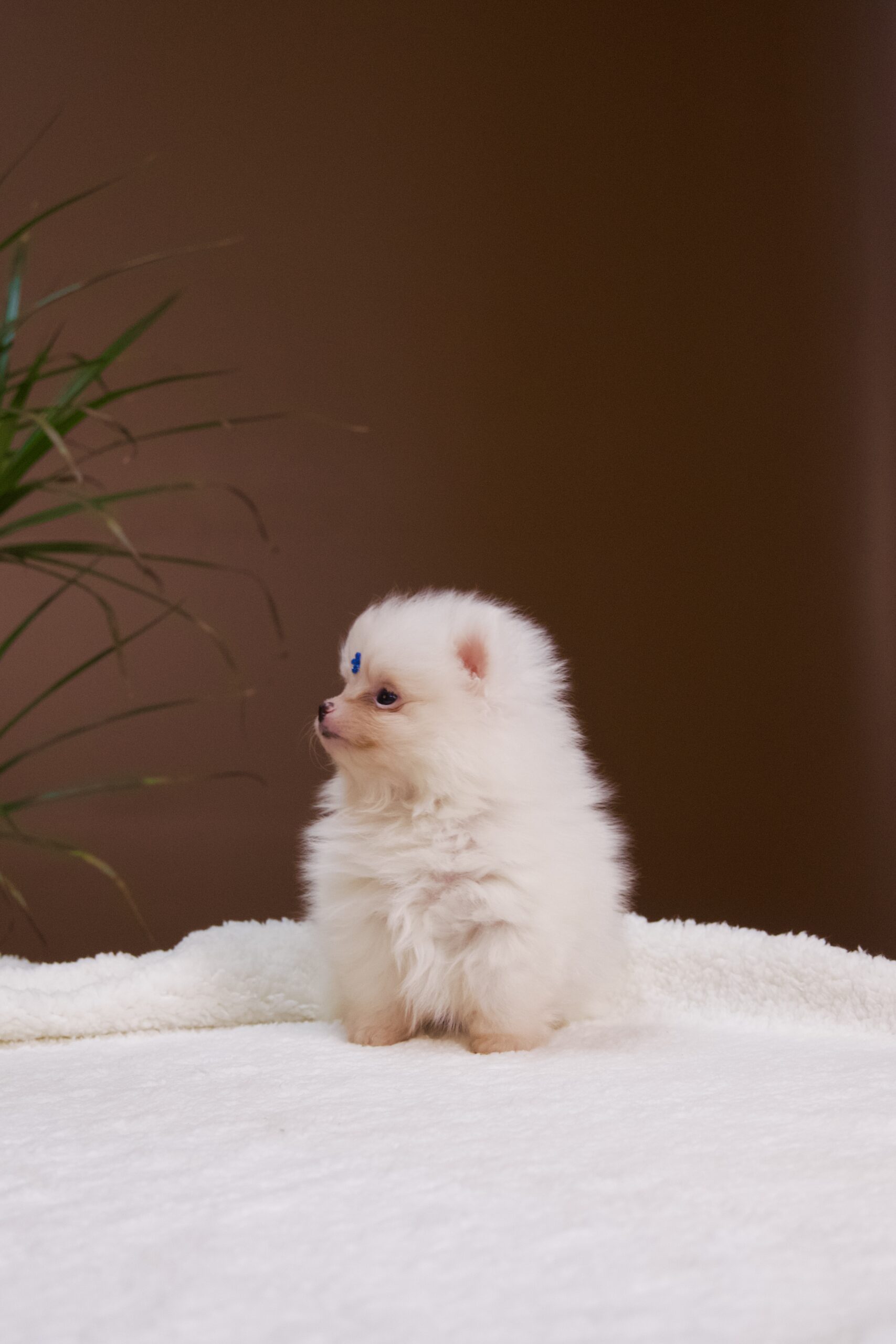 Spitz Alemão macho, branco, porte anão - Imagem 7