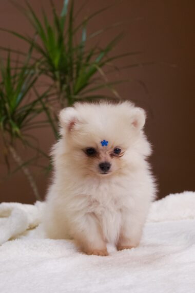 Spitz Alemão macho, creme, porte anão