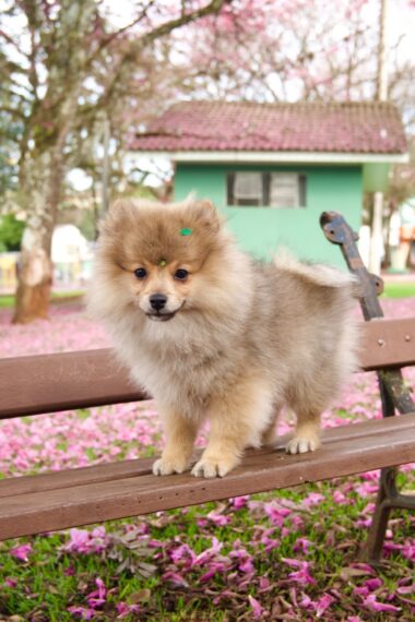 Spitz Alemão Macho