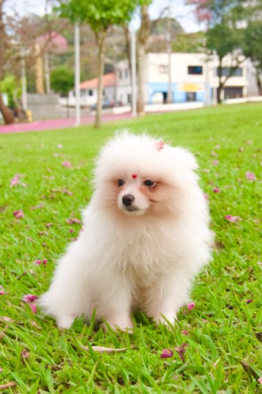 Spitz Alemão Macho  Data de nascimento 23/05