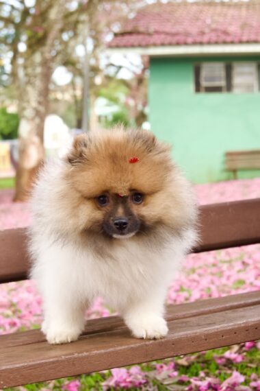 Spitz Alemão Macho