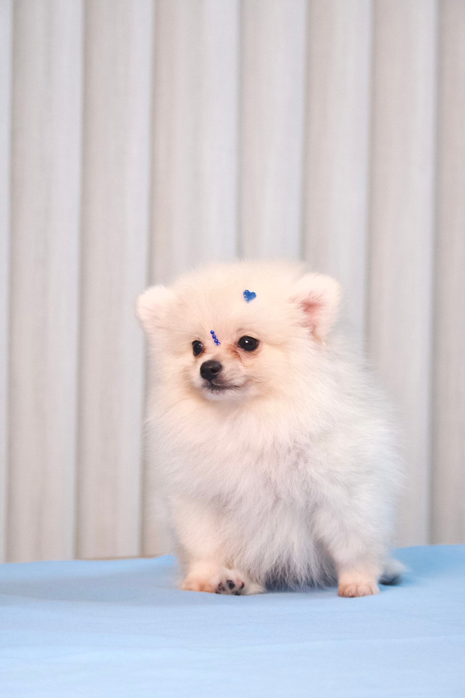 Spitz Alemão Macho Creme - Imagem 2