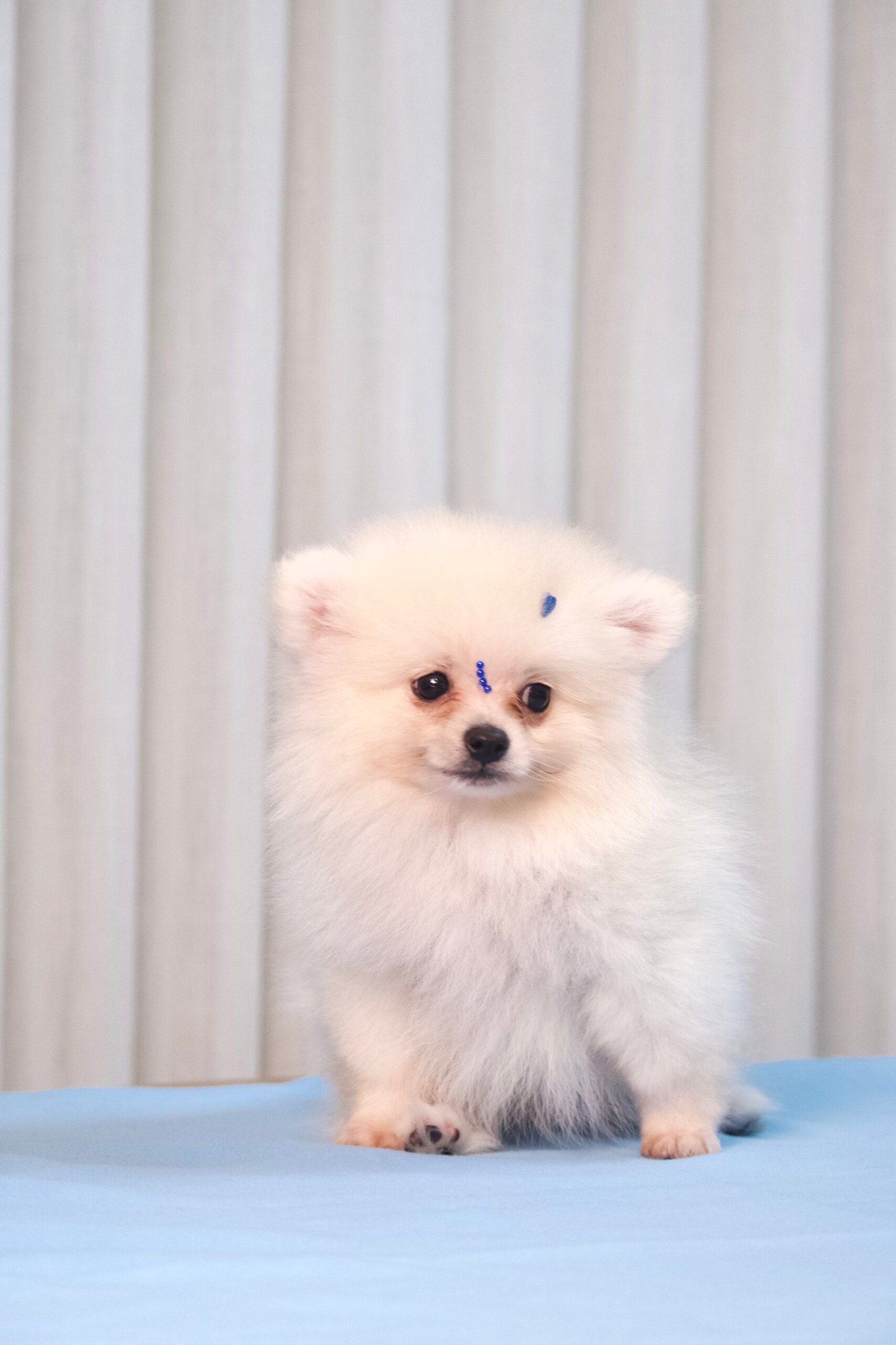 Spitz Alemão Macho Creme - Imagem 3