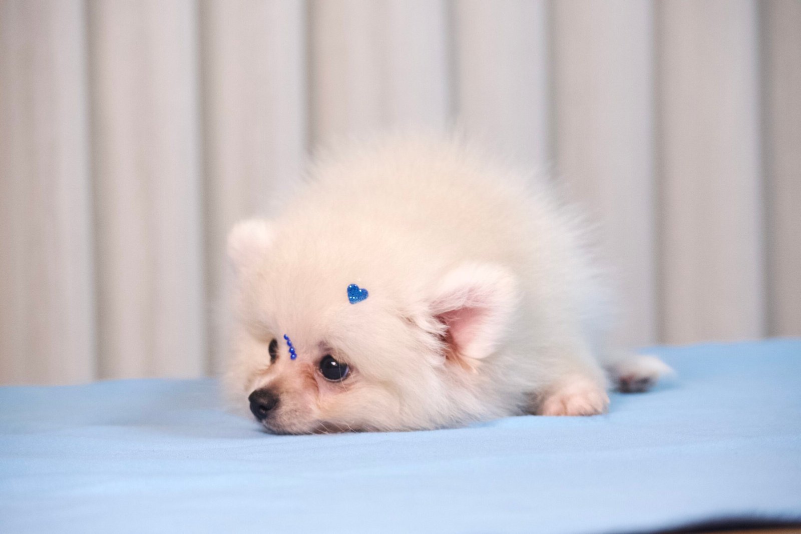 Spitz Alemão Macho Creme - Imagem 6