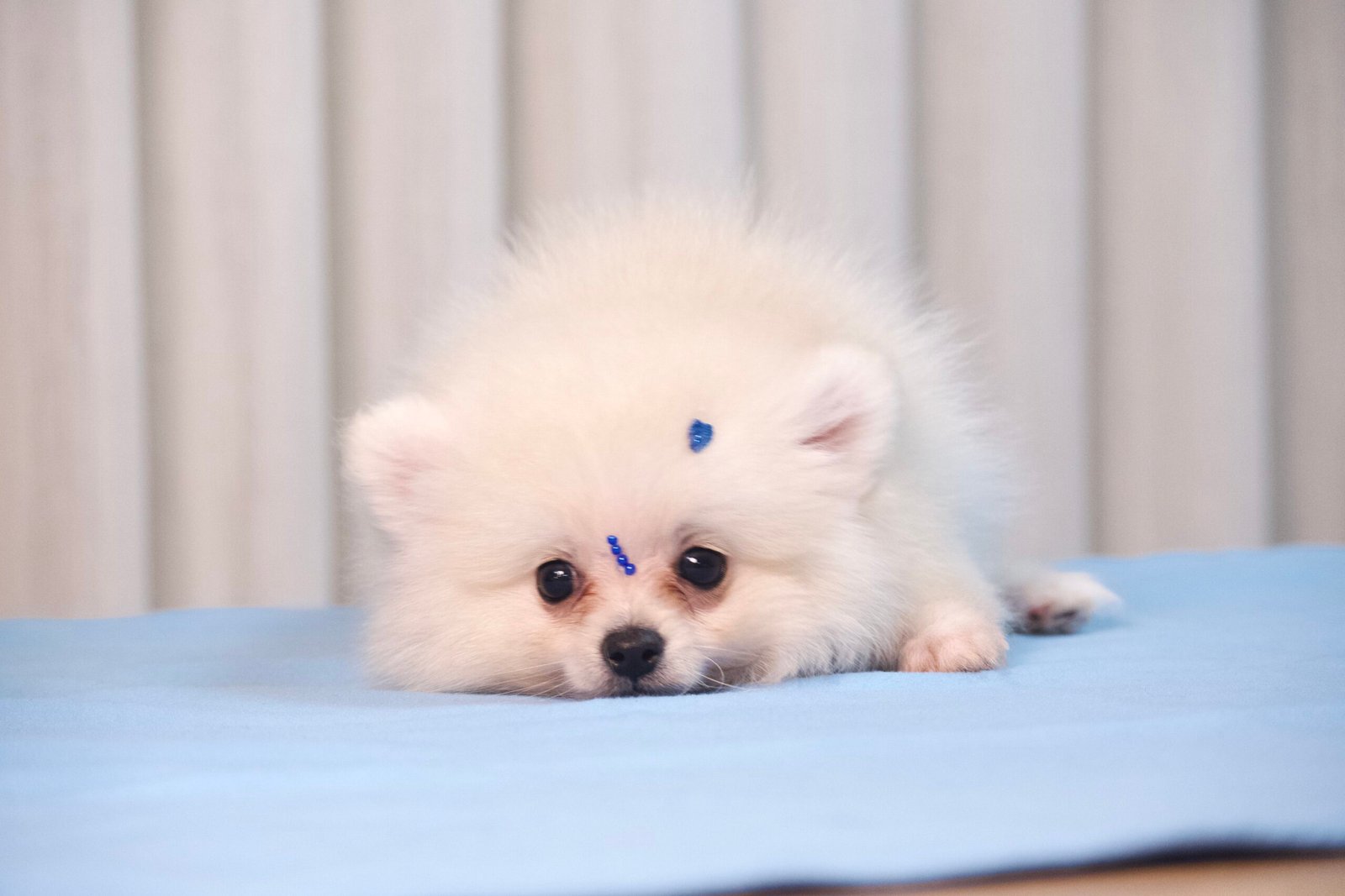 Spitz Alemão Macho Creme - Imagem 5