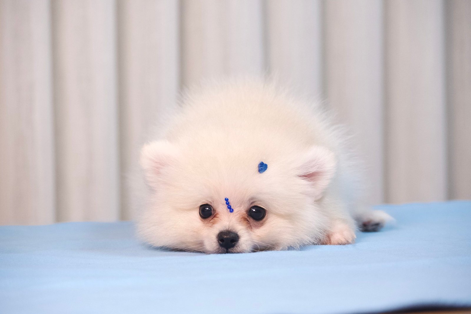 Spitz Alemão Macho Creme - Imagem 4
