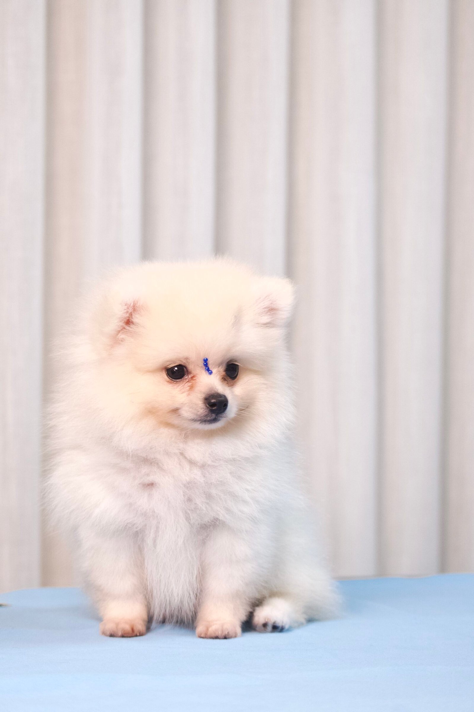 Spitz Alemão Macho Creme - Imagem 7