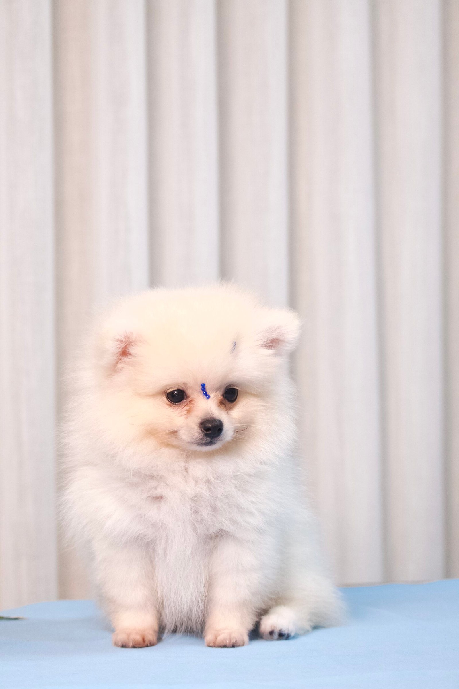 Spitz Alemão Macho Creme - Imagem 8