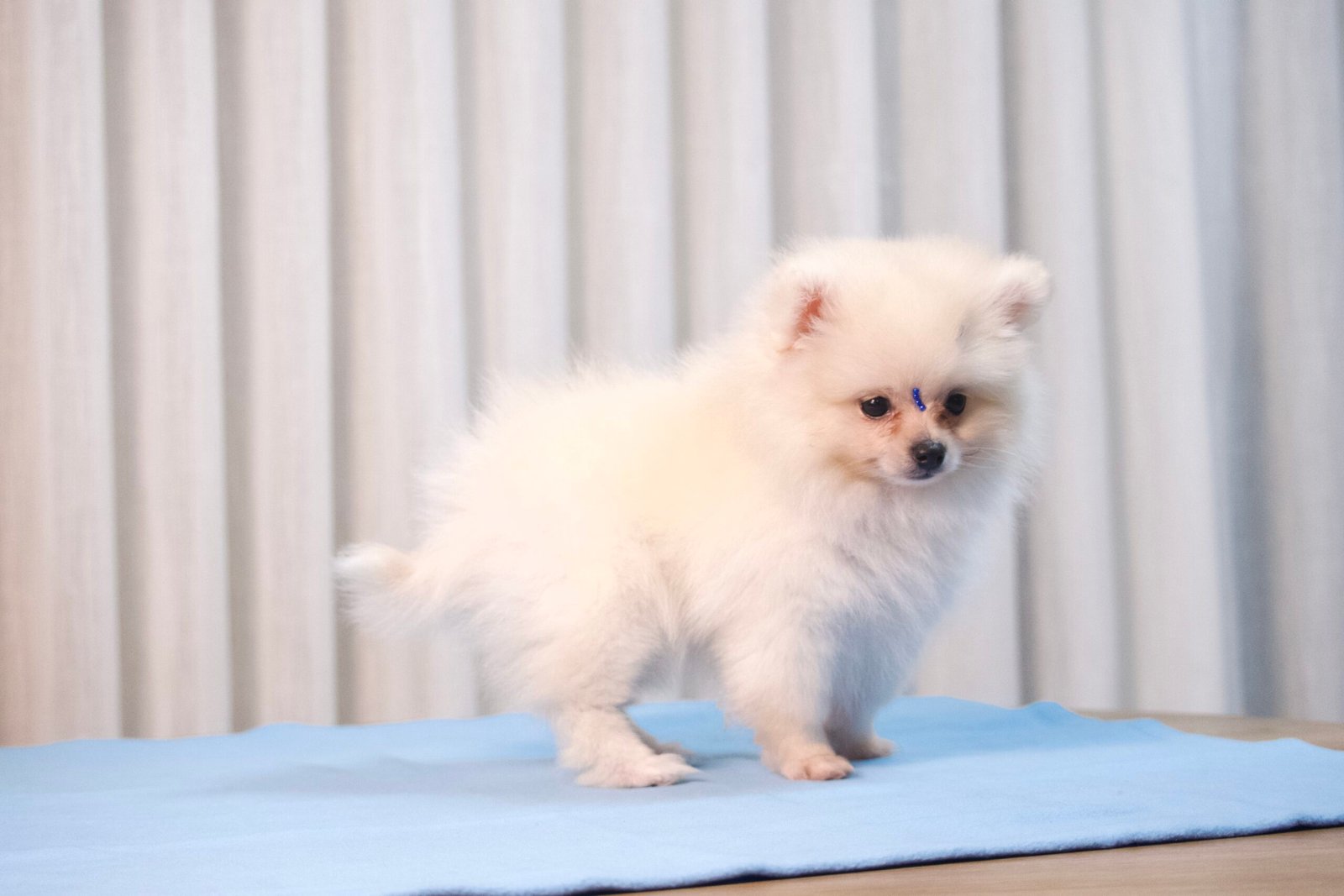 Spitz Alemão Macho Creme - Imagem 9