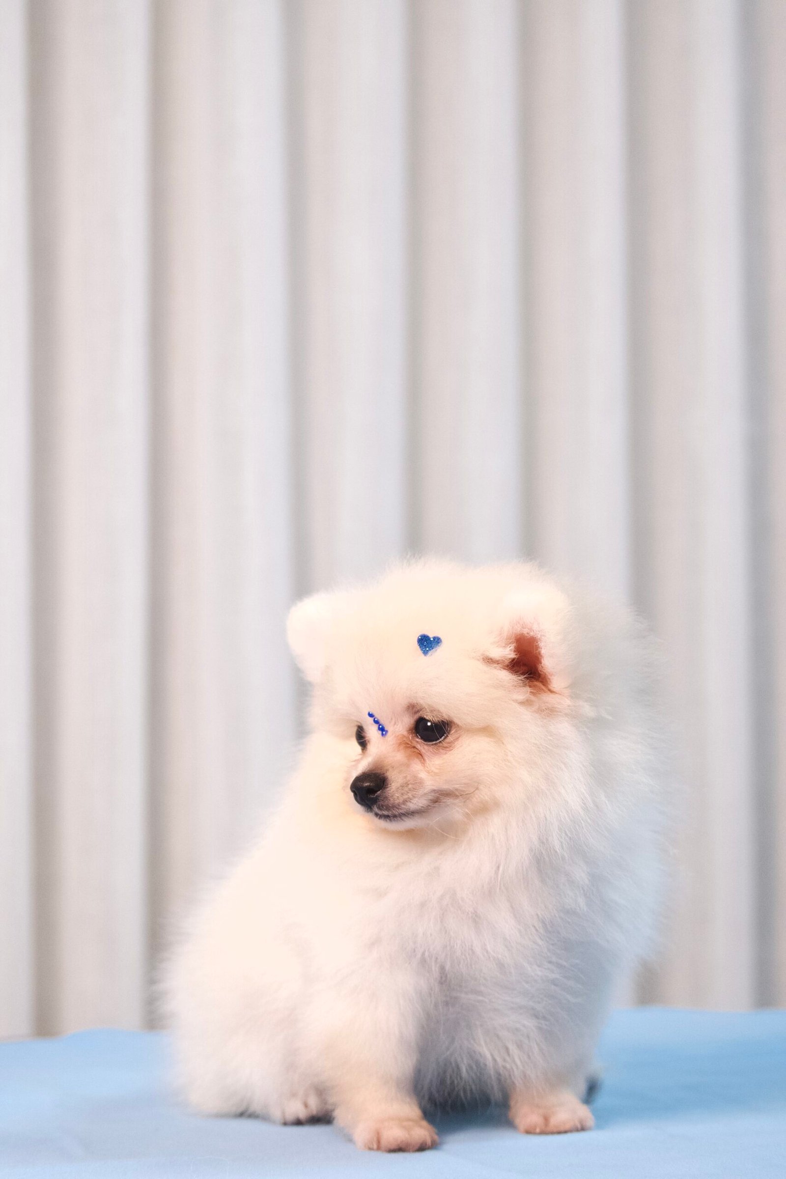 Spitz Alemão Macho Creme - Imagem 10