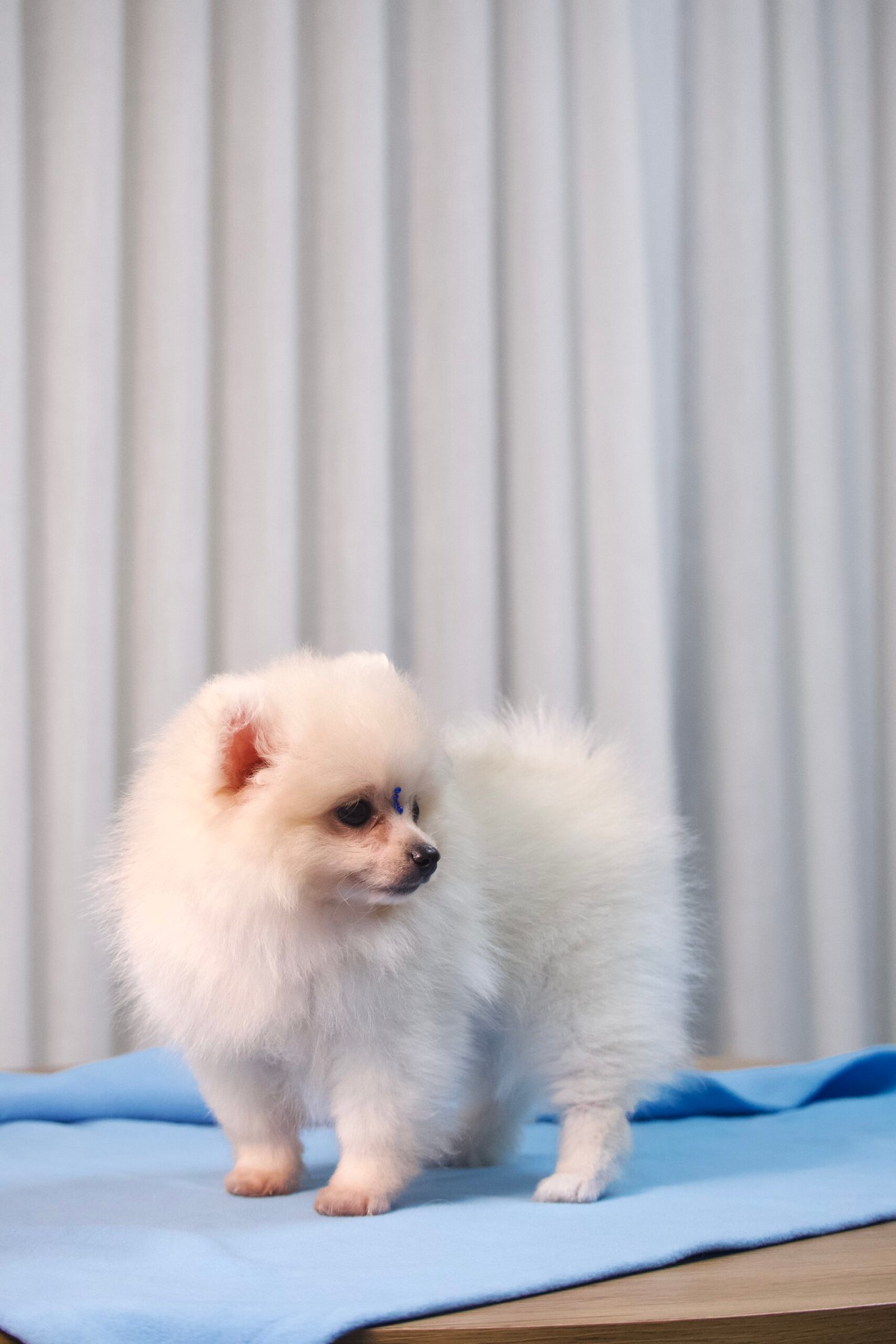 Spitz Alemão Macho Creme - Imagem 12