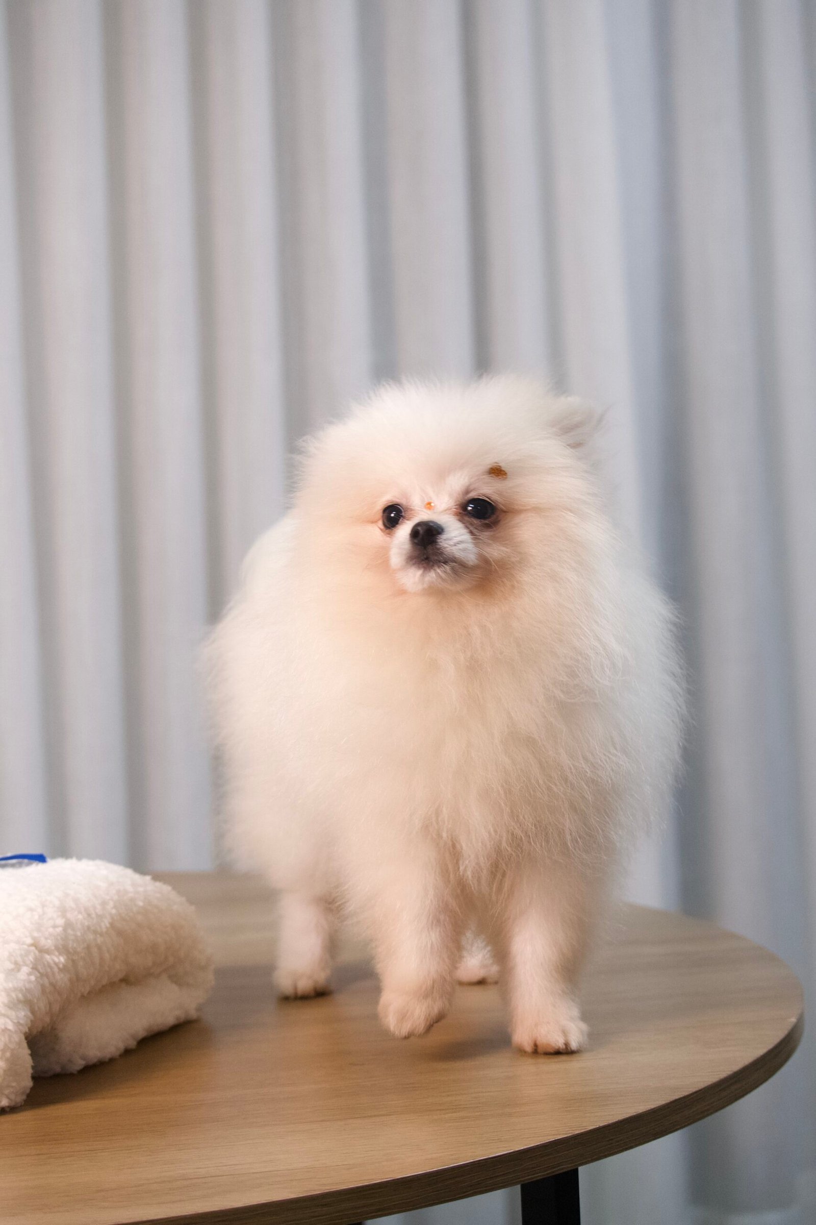 Spitz Alemão Macho - Imagem 4