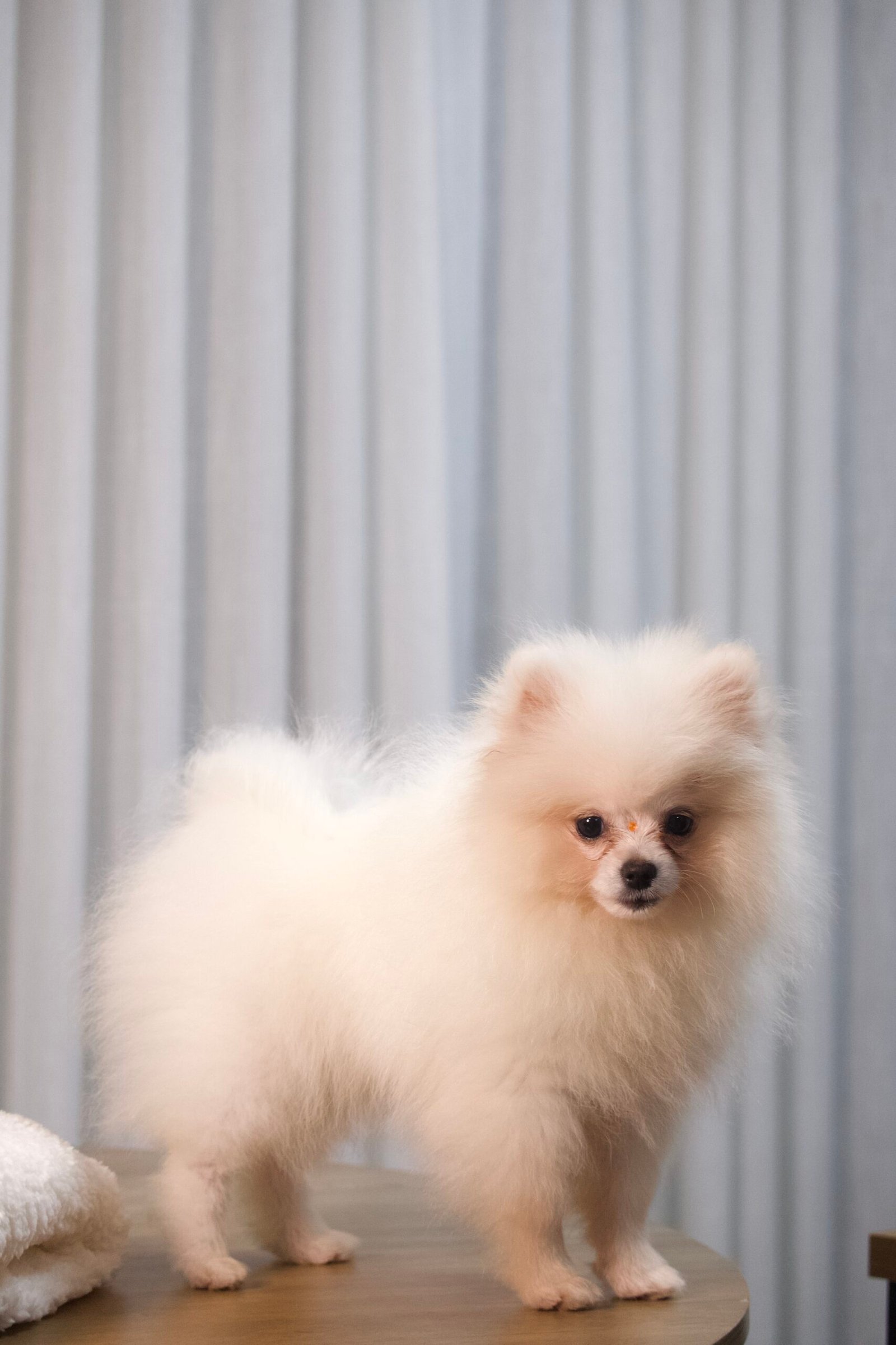 Spitz Alemão Macho - Imagem 5