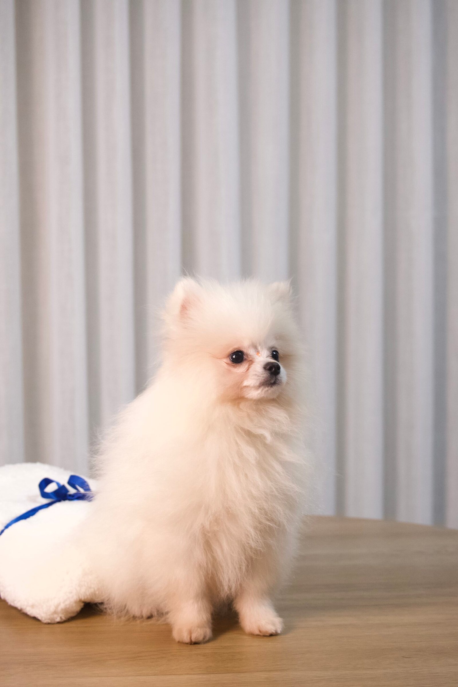 Spitz Alemão Macho - Imagem 6