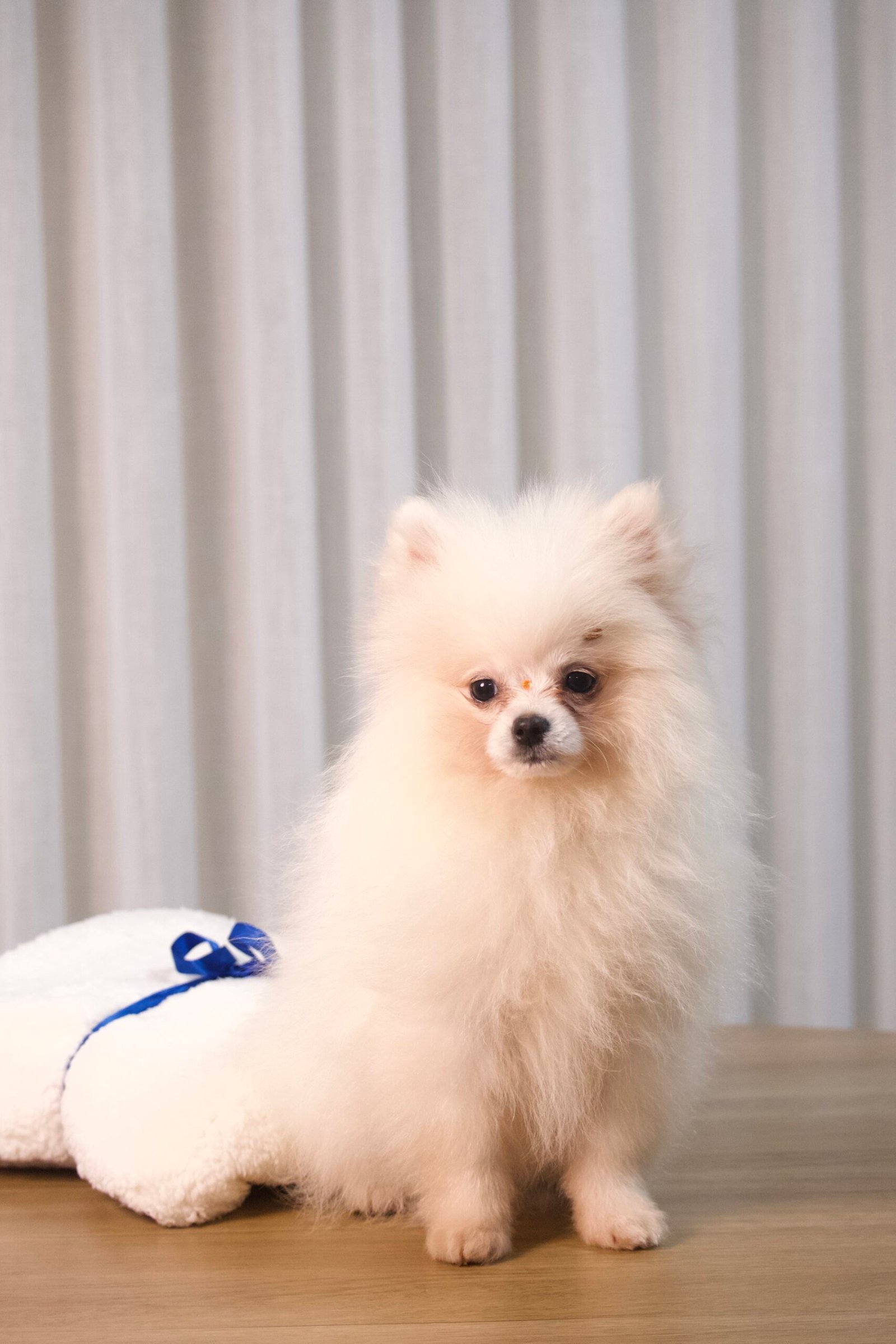 Spitz Alemão Macho - Imagem 7