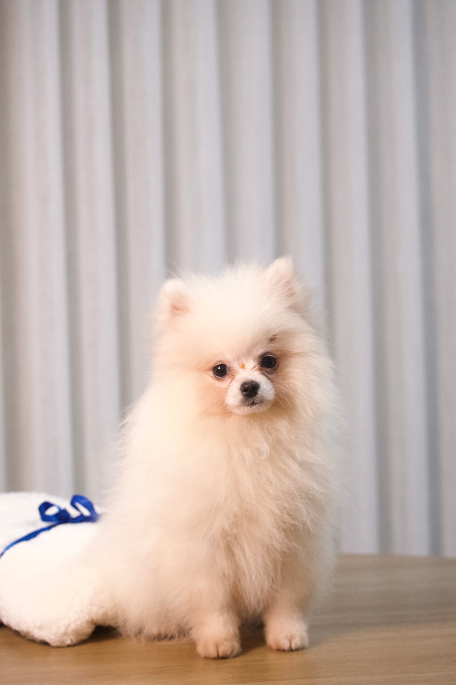 Spitz Alemão Macho - Imagem 8